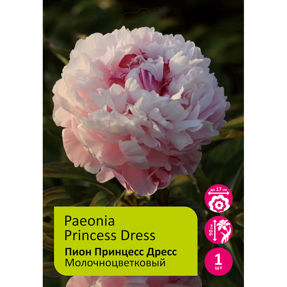 Пион молочноцветковый Принцесс Дресс 1шт 2/3 /Princess Dress (Fen ling hong hua/Фэнь Лин Хун Хуа)