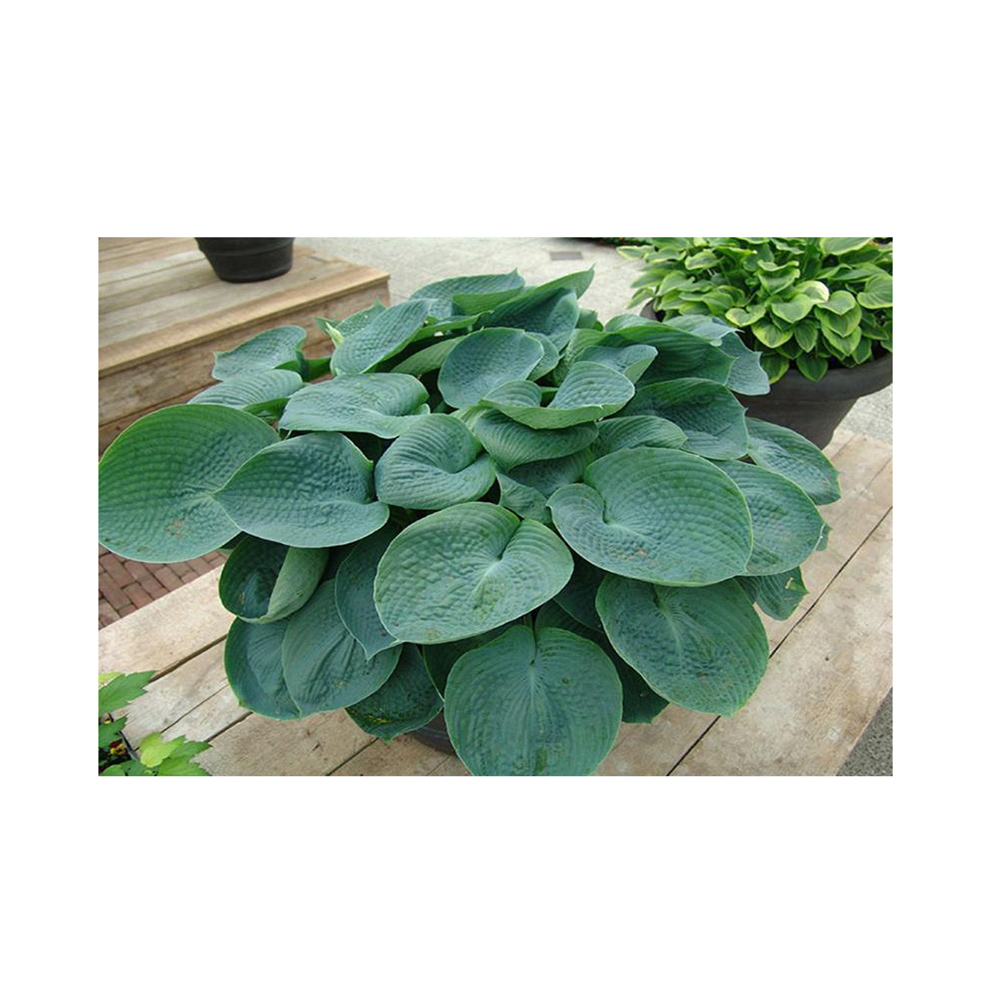 Хоста Абликва Динкинг Гард гибридная Р13 1шт/Hosta Abliqua Dinking Gourd