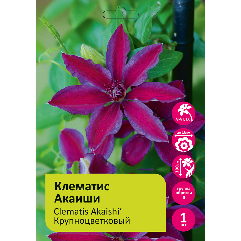 Клематис Акаиши 1шт гр.обрезки 2 / Clematis Akaishi 