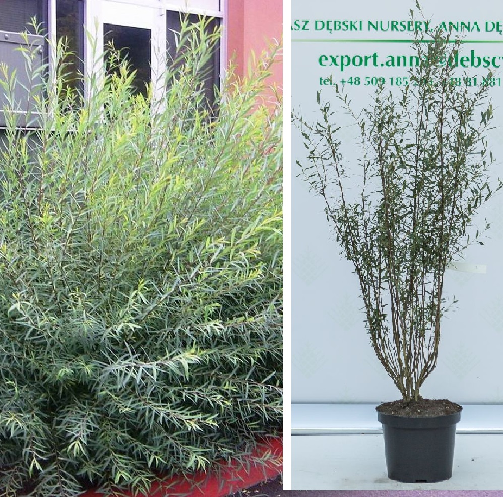 Ива пурпурная Нана С2 1шт /Salix purpurea Nana 