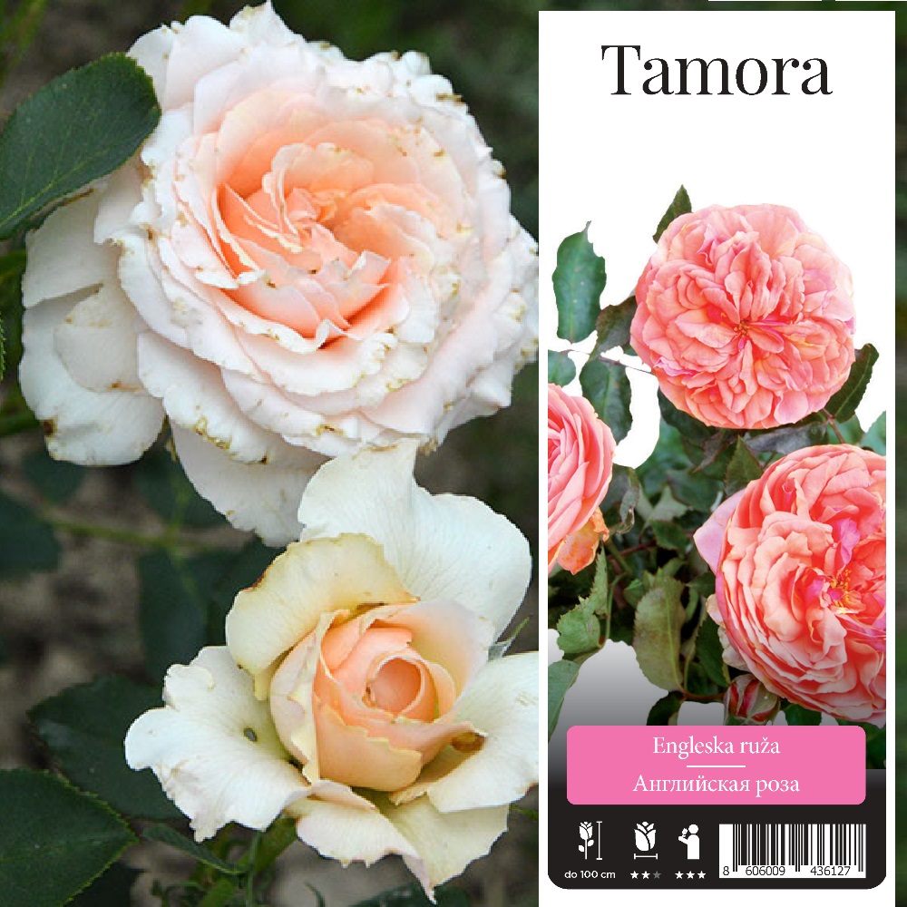 Роза Тамора английская 1шт /Tamora / 20