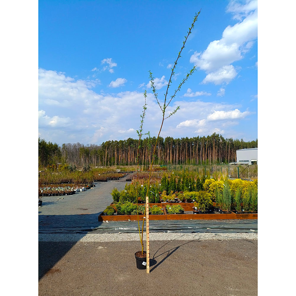 Ива Куба Дола С5 (120-140) 1шт/Salix Kuba Dola