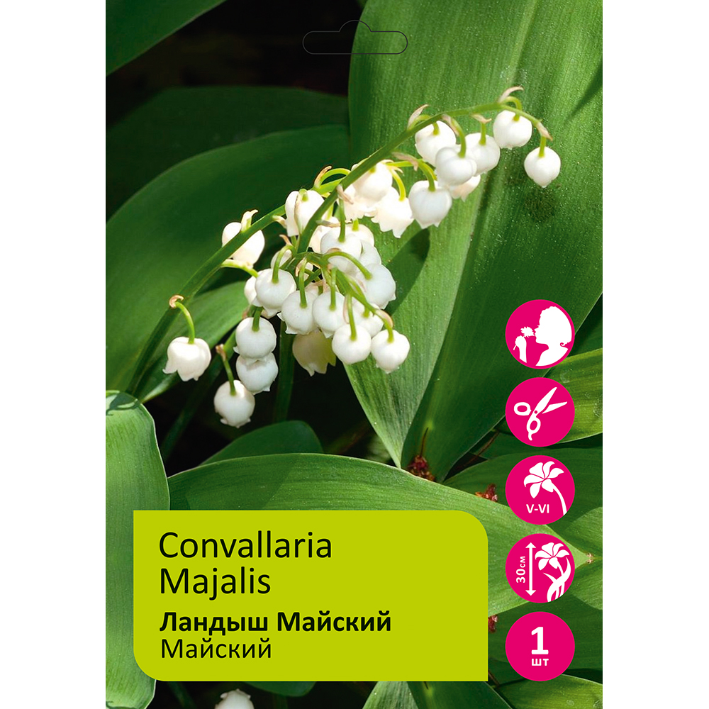 Ландыш Майский 1шт/ Convallaria Majalis 