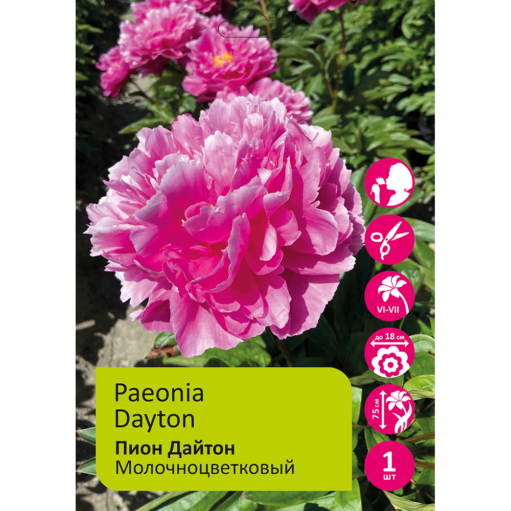 Пион молочноцветковый Дайтон 1шт 2/3 /Paeonia Dayton
