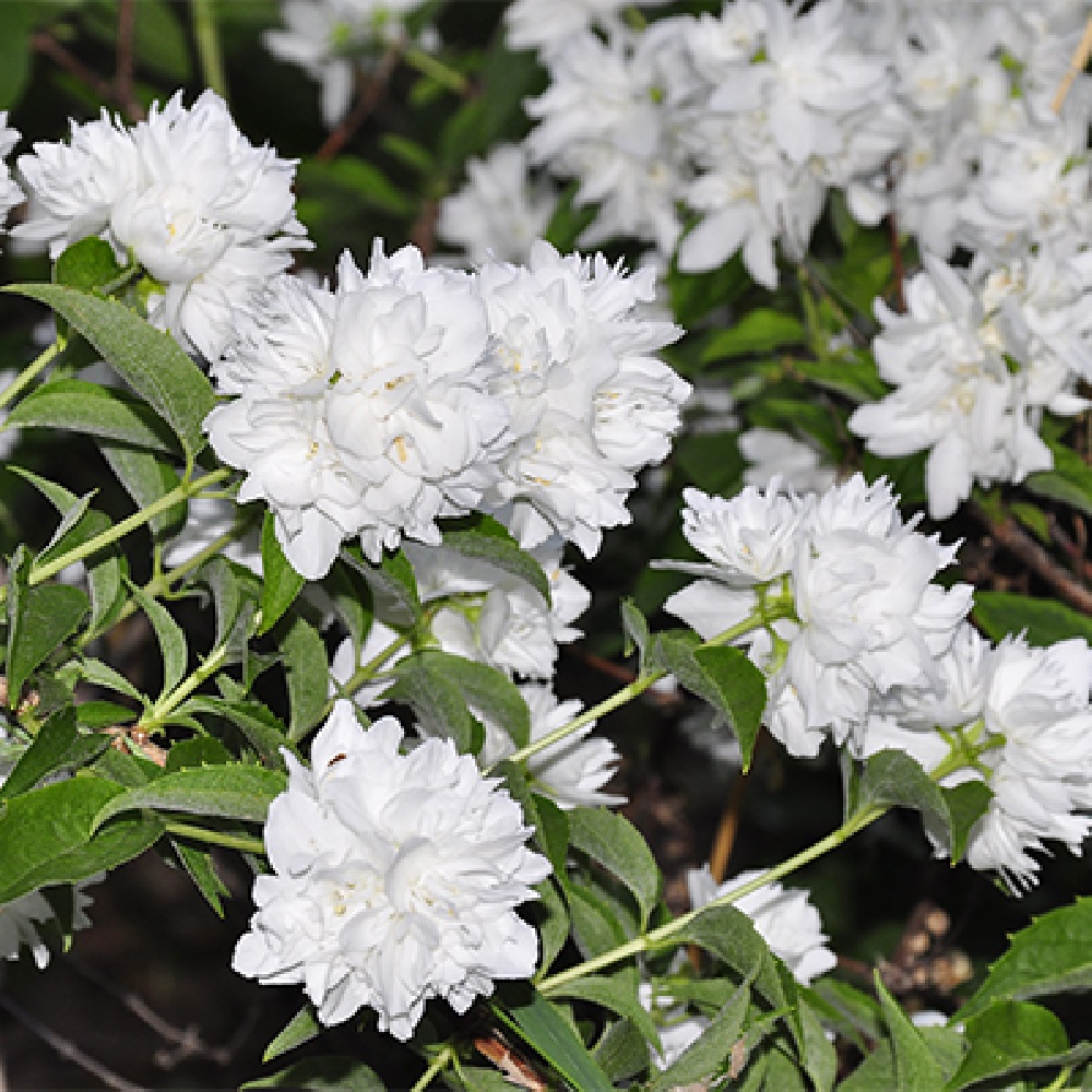 Жасмин/чубушник Джирандоль 1шт.