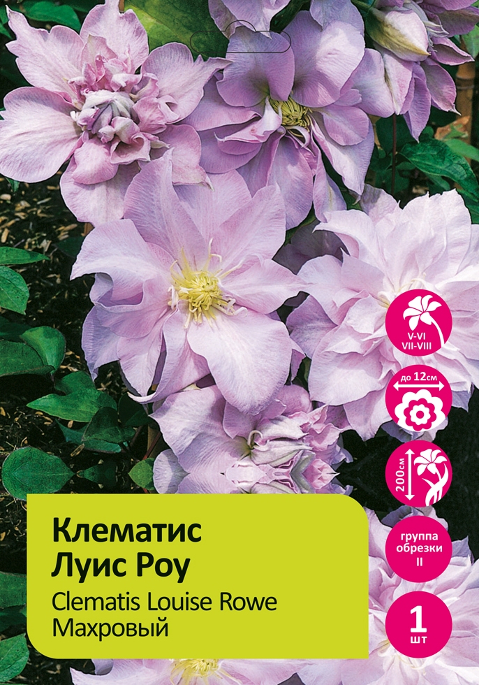 Клематис Луис Роу 1шт гр. обрезки 2