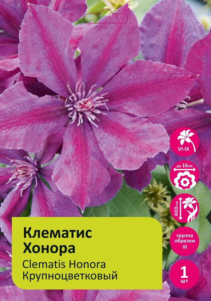 Клематис Хонора 1шт гр. обрезки 3