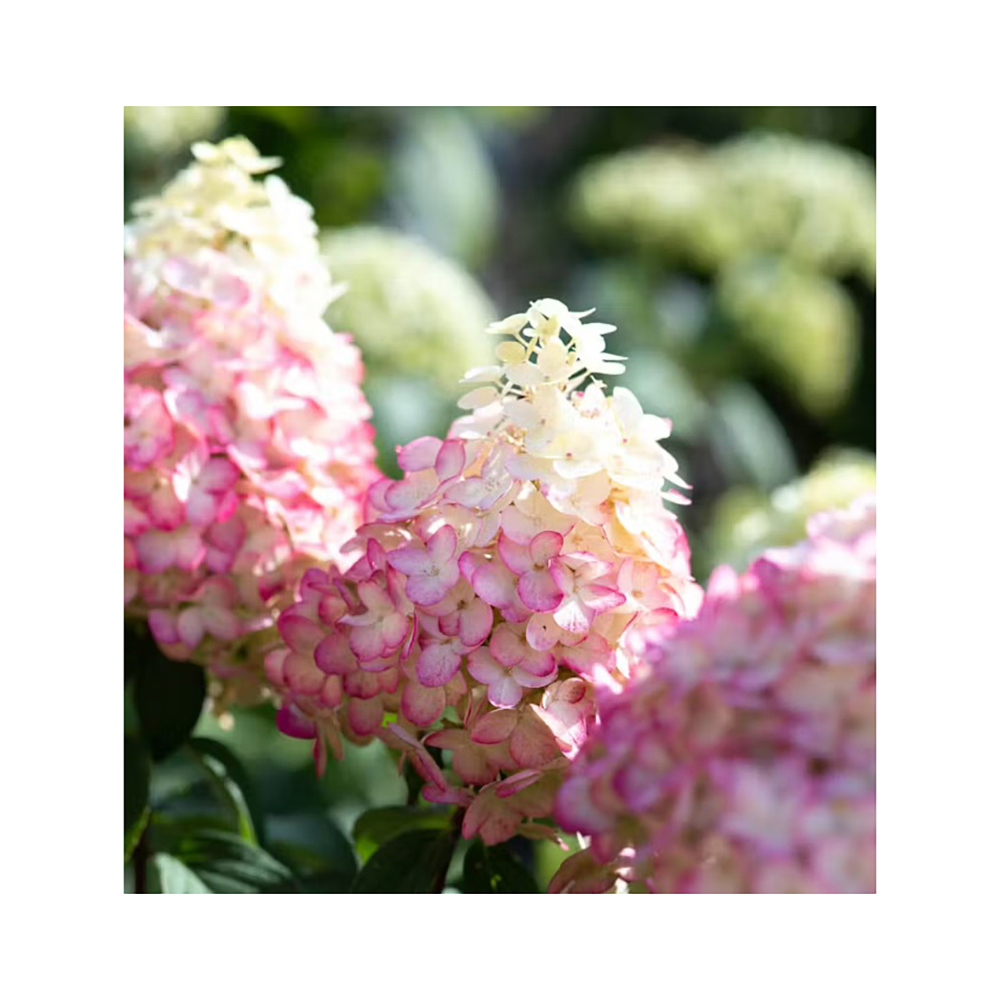 Гортензия метельчатая Романтик Эйс С5 1шт /Hydrangea paniculata ROMANTIC ACE
