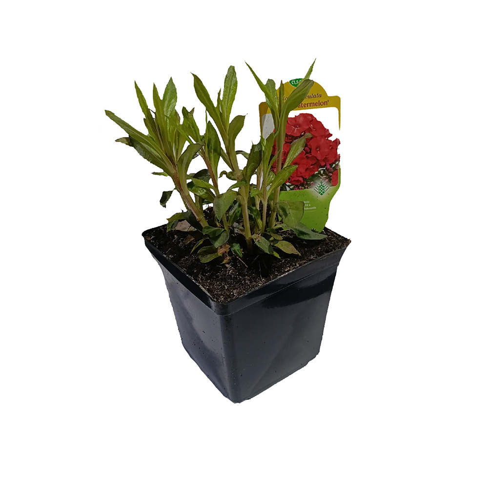 Флокс Флейм Вотермелон метельчатый Р13 1шт /Phlox paniculata Flame Watermelon