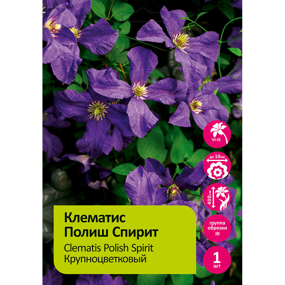 Клематис Полиш Спирит 1шт гр.обрезки 3 / Clematis Polish Spirit