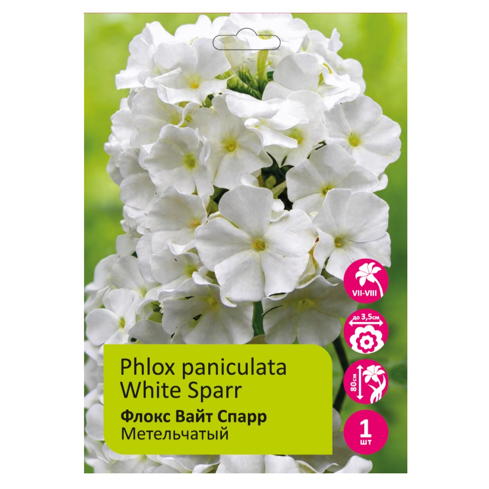 Флокс Вайт Спарр 1шт метельчатый /Phlox Paniculata White Sparr