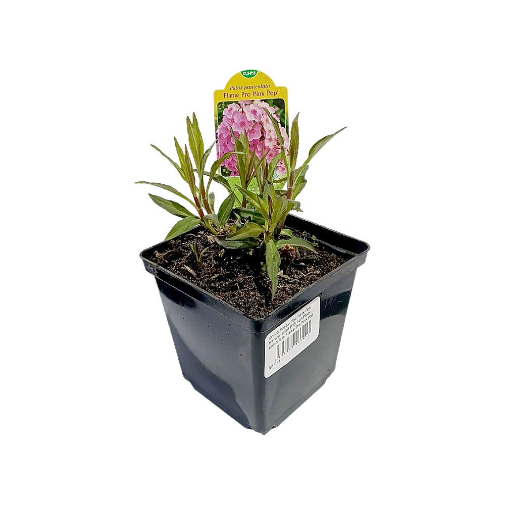 Флокс Флейм Про Пинк Поп метельчатый Р13 1шт/Phlox paniculata Flame Pro Pink Pop