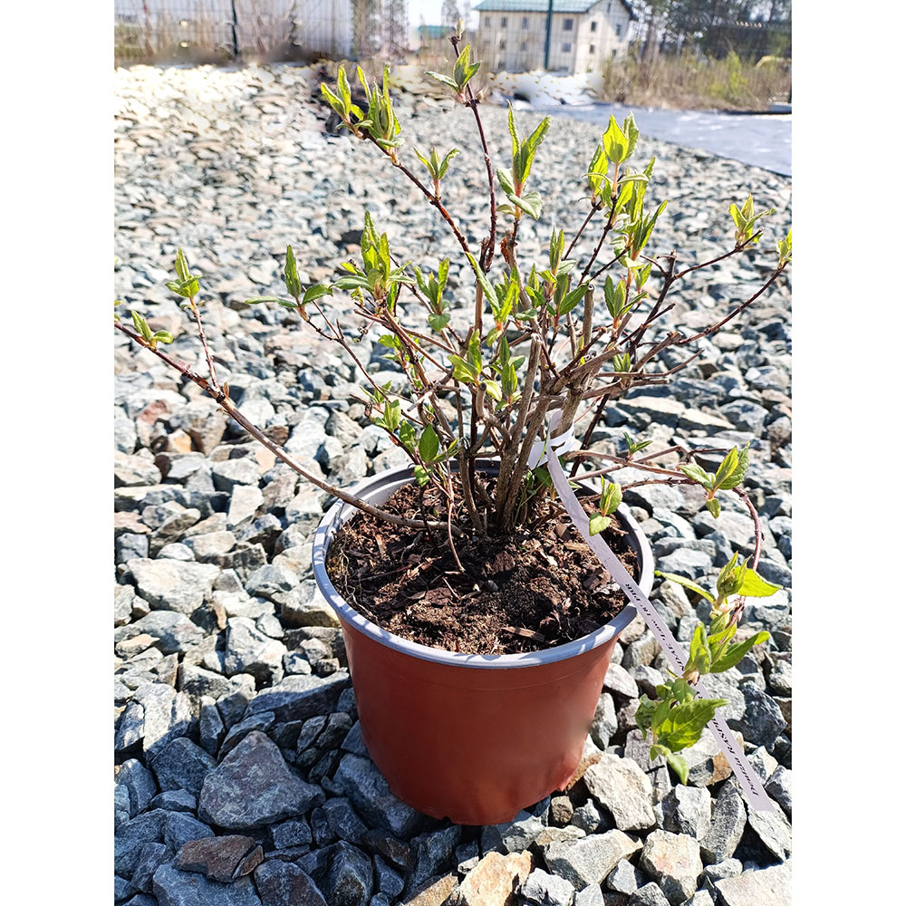 Дейция гибридная Распберри Сандей Лоу С3 1шт/Deutzia RASPBERRY SUNDAE Low