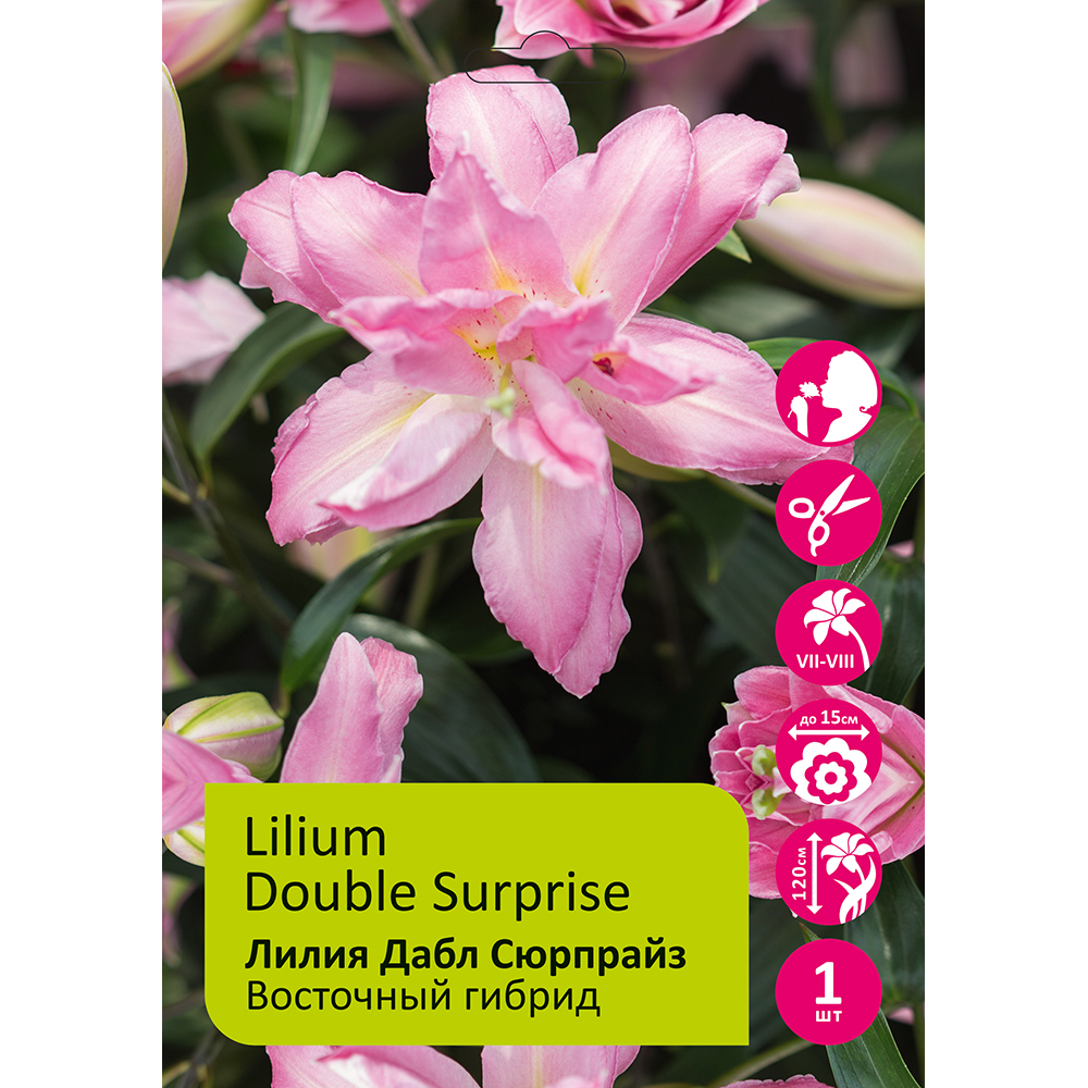 Лилия Дабл Сюрпрайз 2шт 14/16 /Lilium Double Surprise