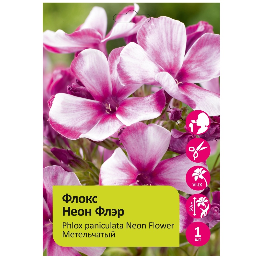 Флокс Неон Флэр 1шт метельчатый /Phlox paniculata Neon Flower