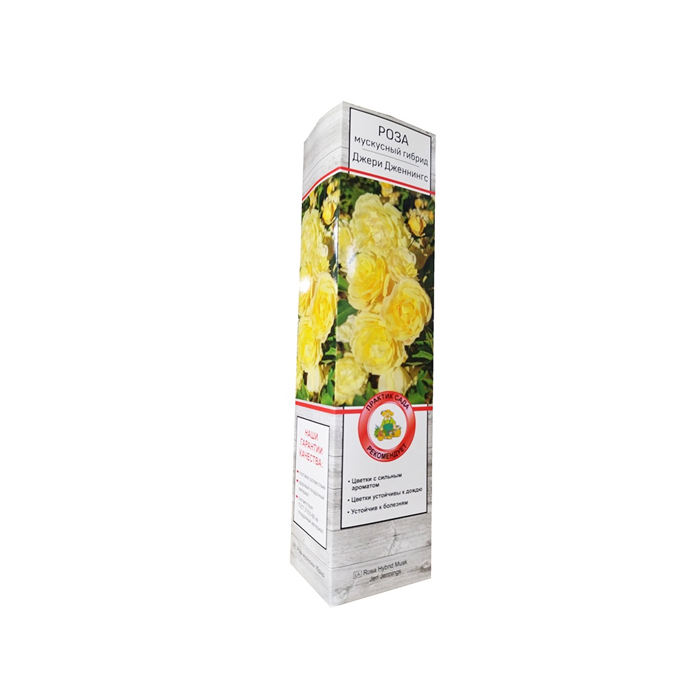 Роза мускусные гибриды Джери Дженнингс 