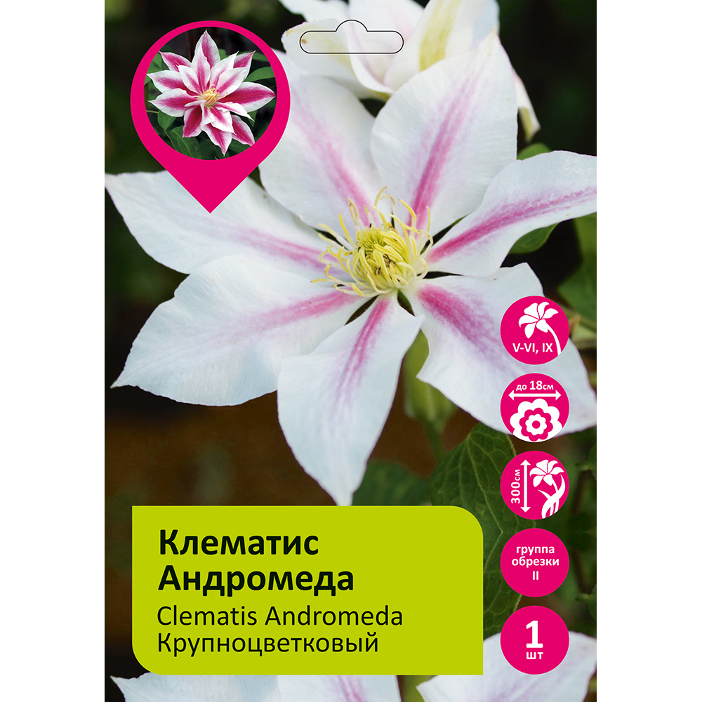 Клематис Андромеда 1шт гр.обрезки 2 / Clematis Andromeda 
