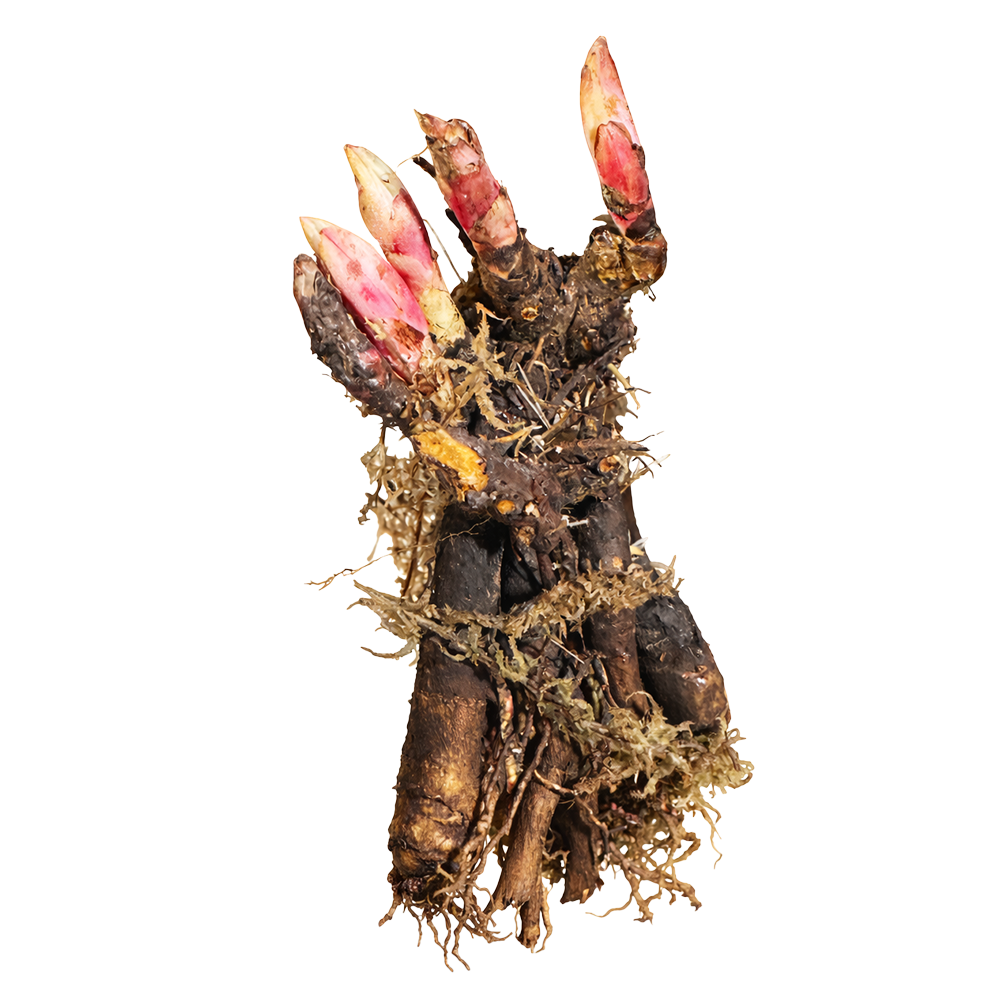 Пион молочноцветковый Тибетский жемчужный пион 1шт/Paeonia Fen Pan Cang Zhu (Фэн Пан Цан Чжу)