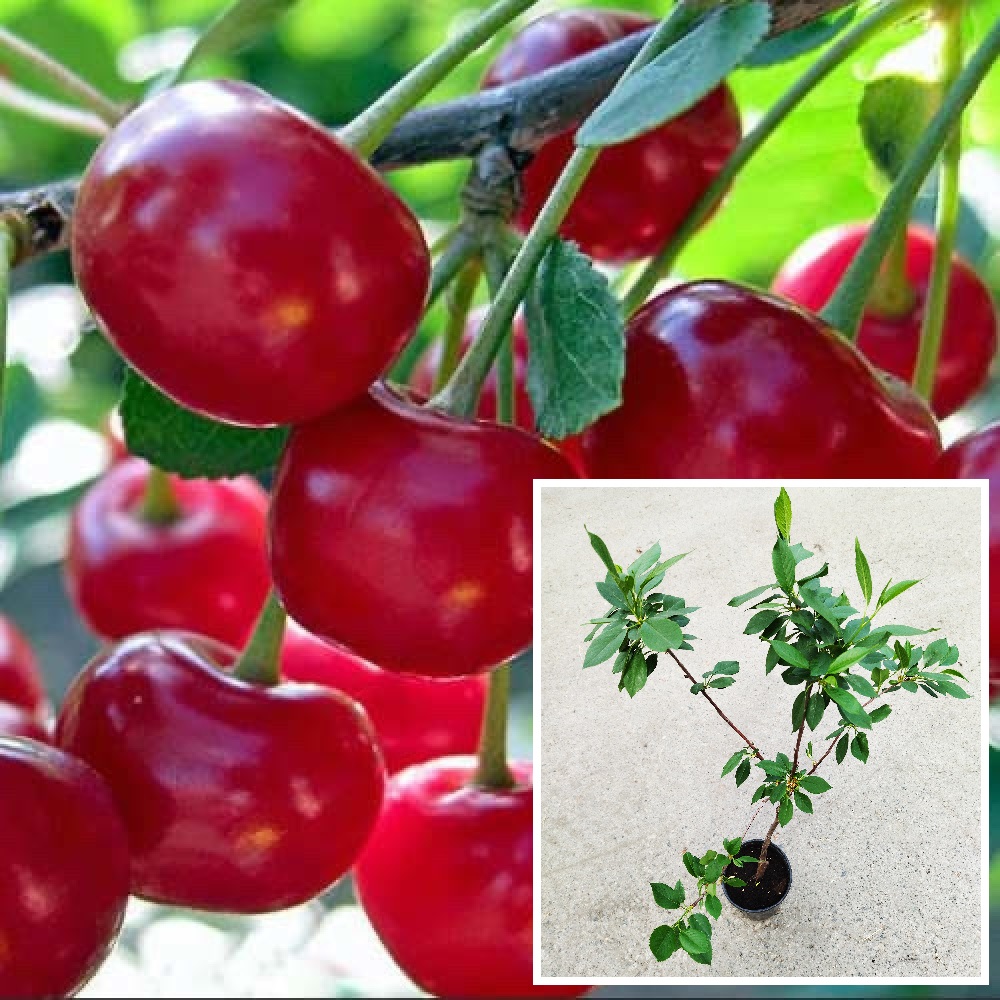 Вишня Щедрая в горшке 2 л/1шт