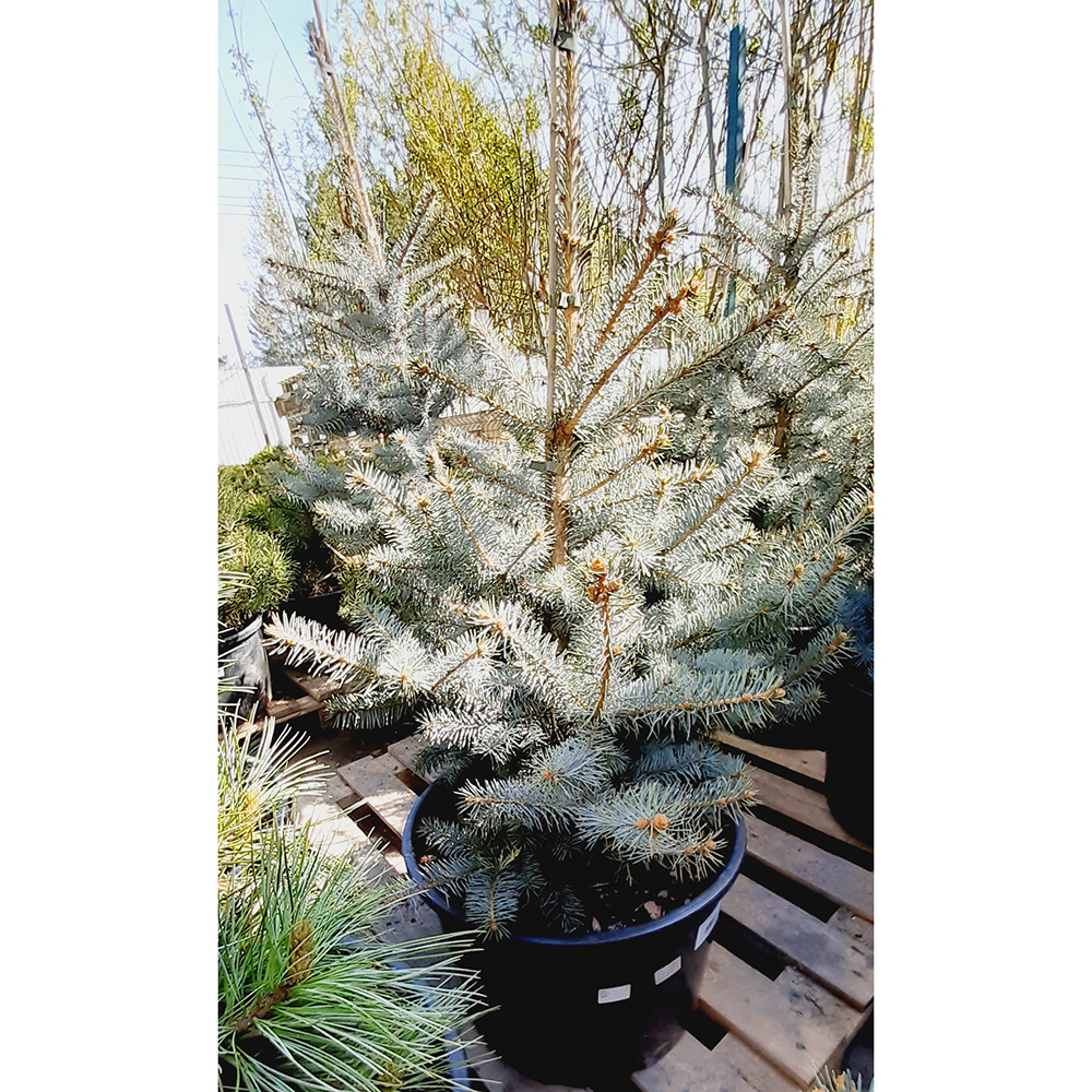 Ель колючая Эдит в горшке 30л, 1шт