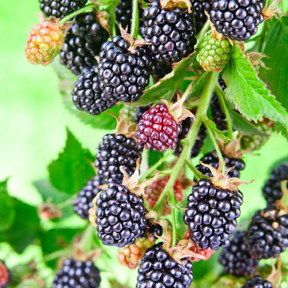 Ежевика Прайм Арк Тревелер ремонтантная 1шт