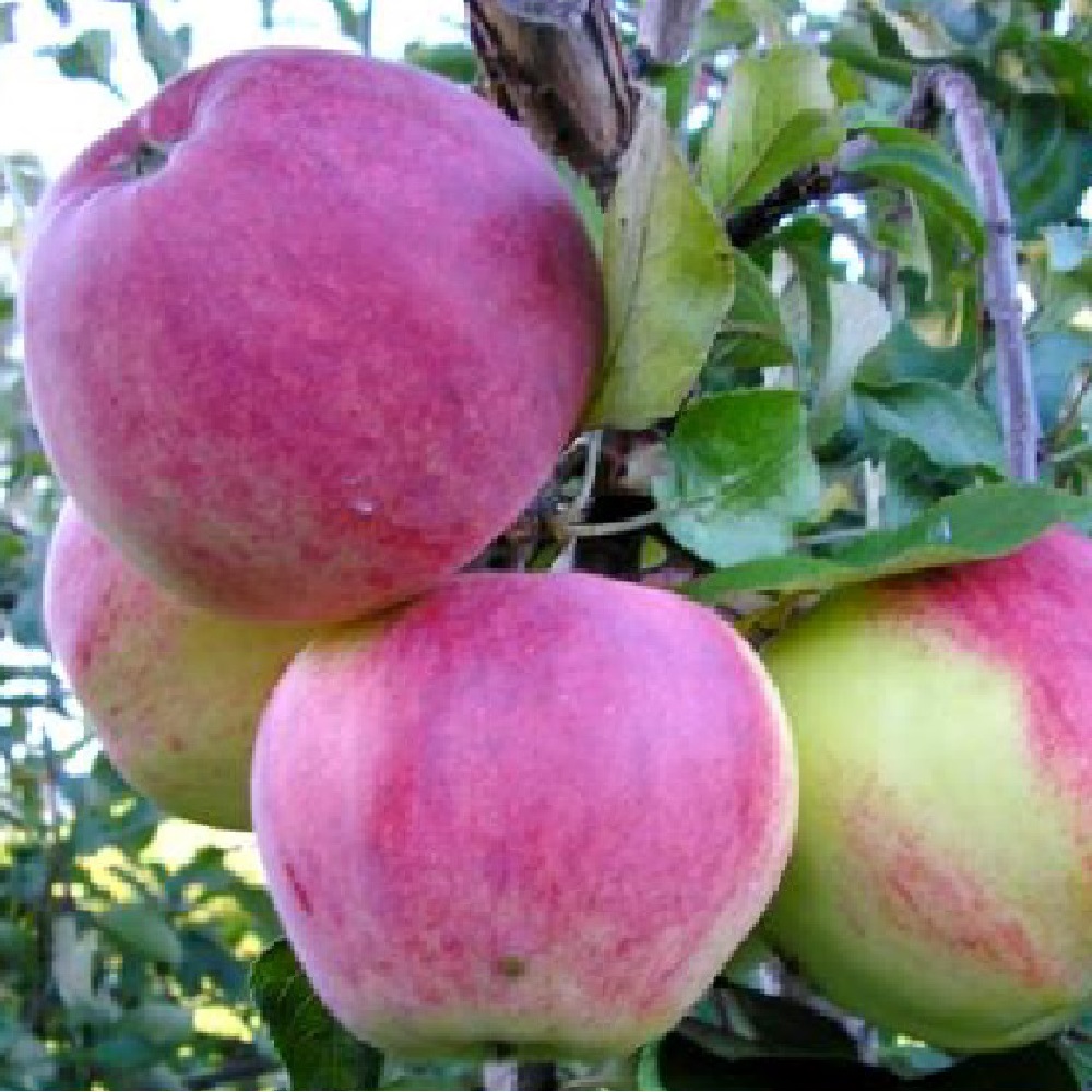 Яблоня Уэлси/подвой семенной/С 1шт