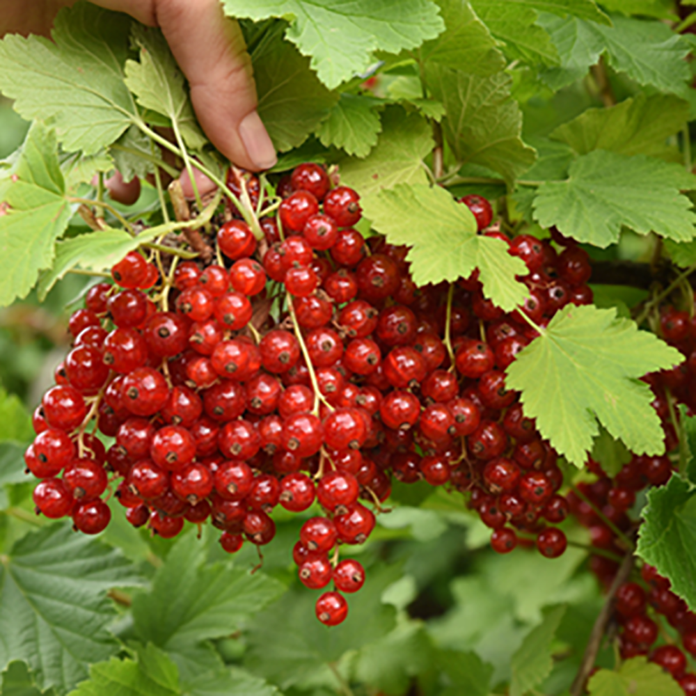 Смородина красная Татьяна 1шт