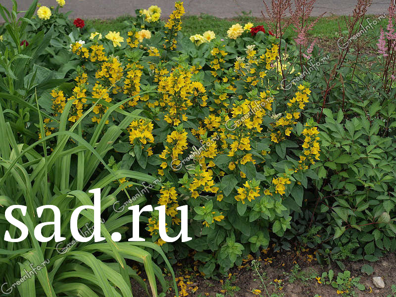 Вероника длиннолистная Фест Лав Р13 1шт/Veronica longifolia First Love 