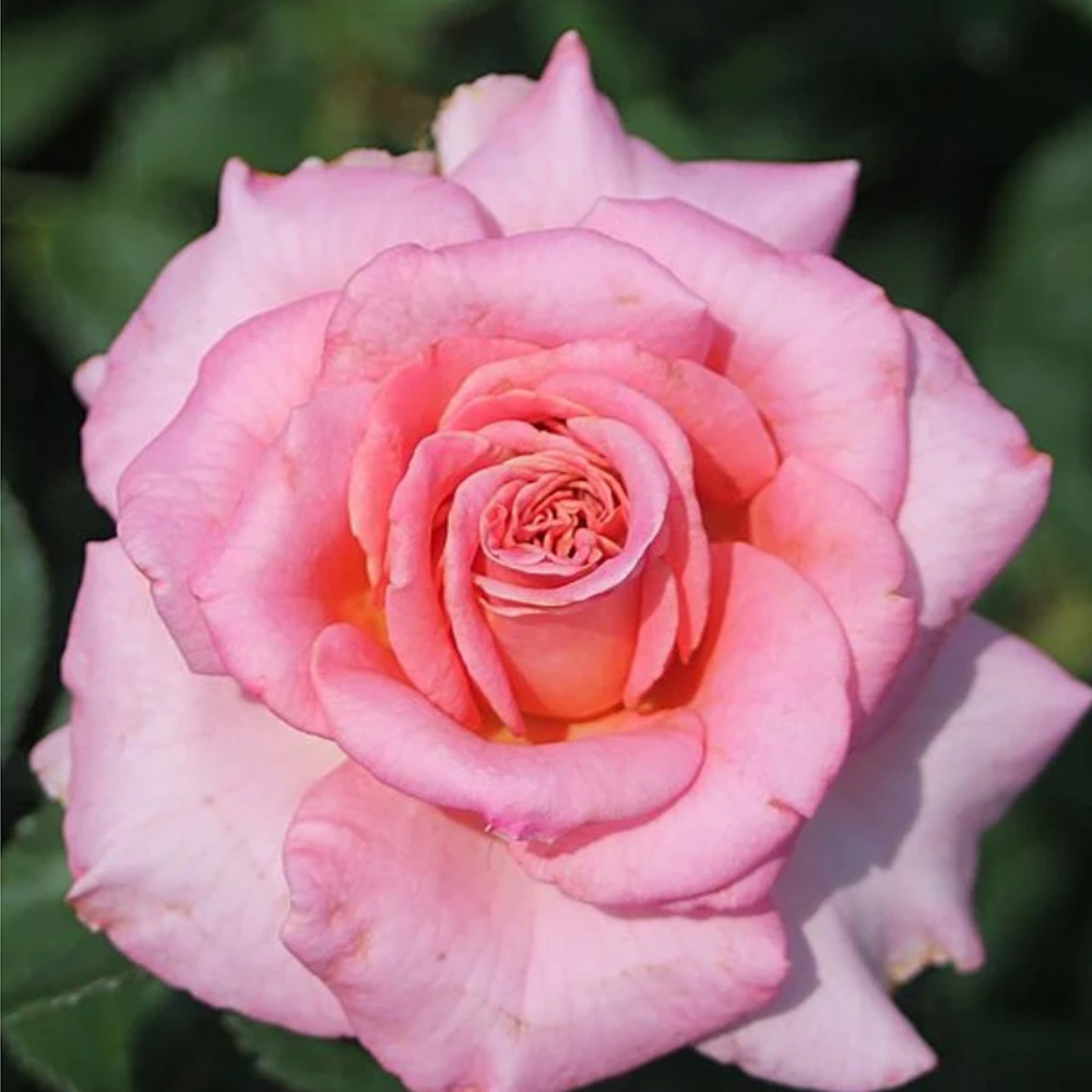 Роза Тантау Эшли чайно-гибридная 1шт 