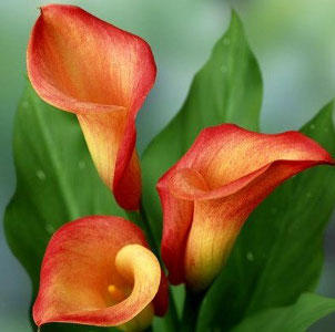 Калла Файерлайт рехмани 1шт 12/14/Calla Firelights
