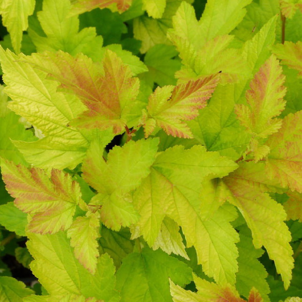 Пузыреплодник калинолистный Ангел Голд Н 40-60 см, в горшке 3 л  1шт