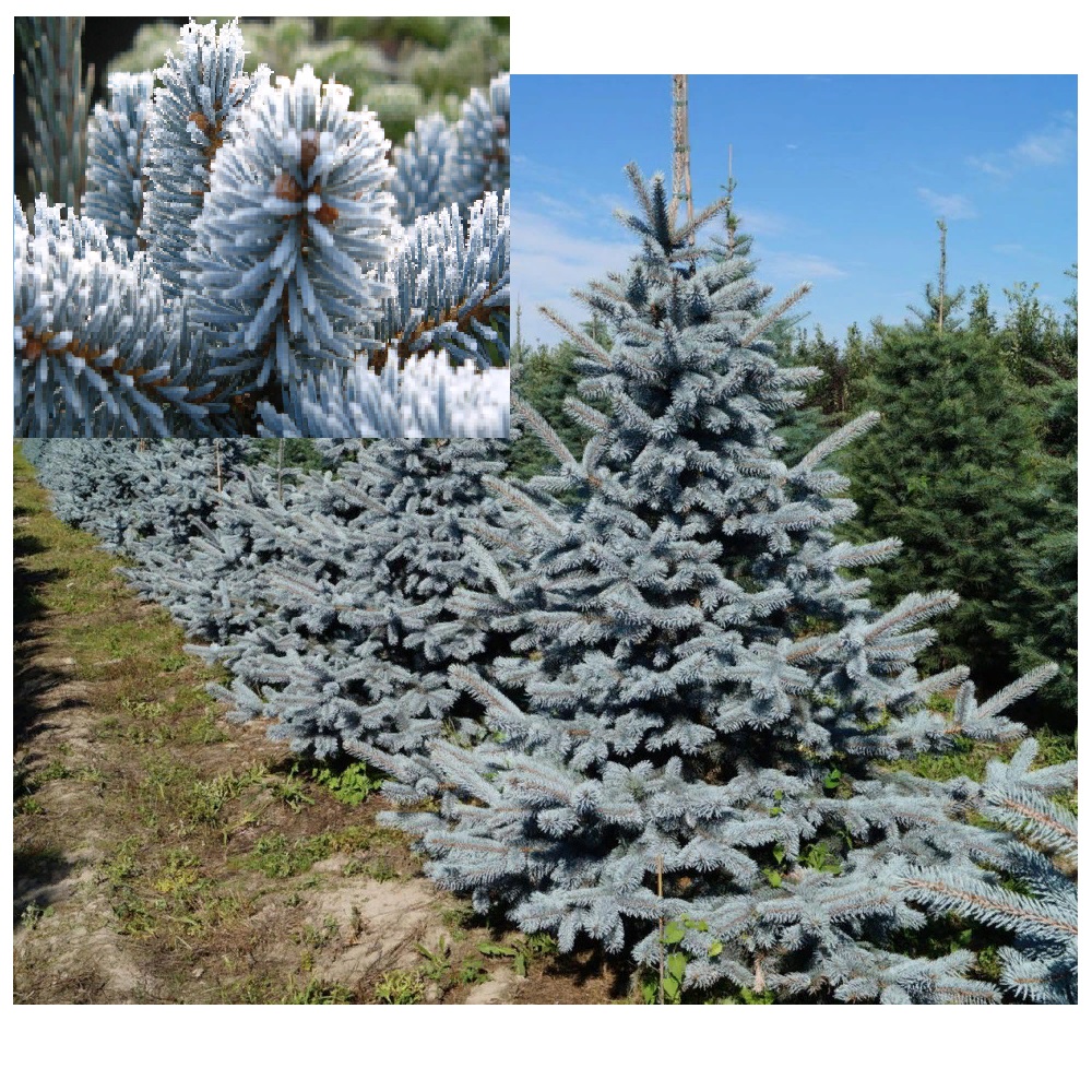 Ель колючая Хупси С5 1шт /Picea pungens Hoopsii  
