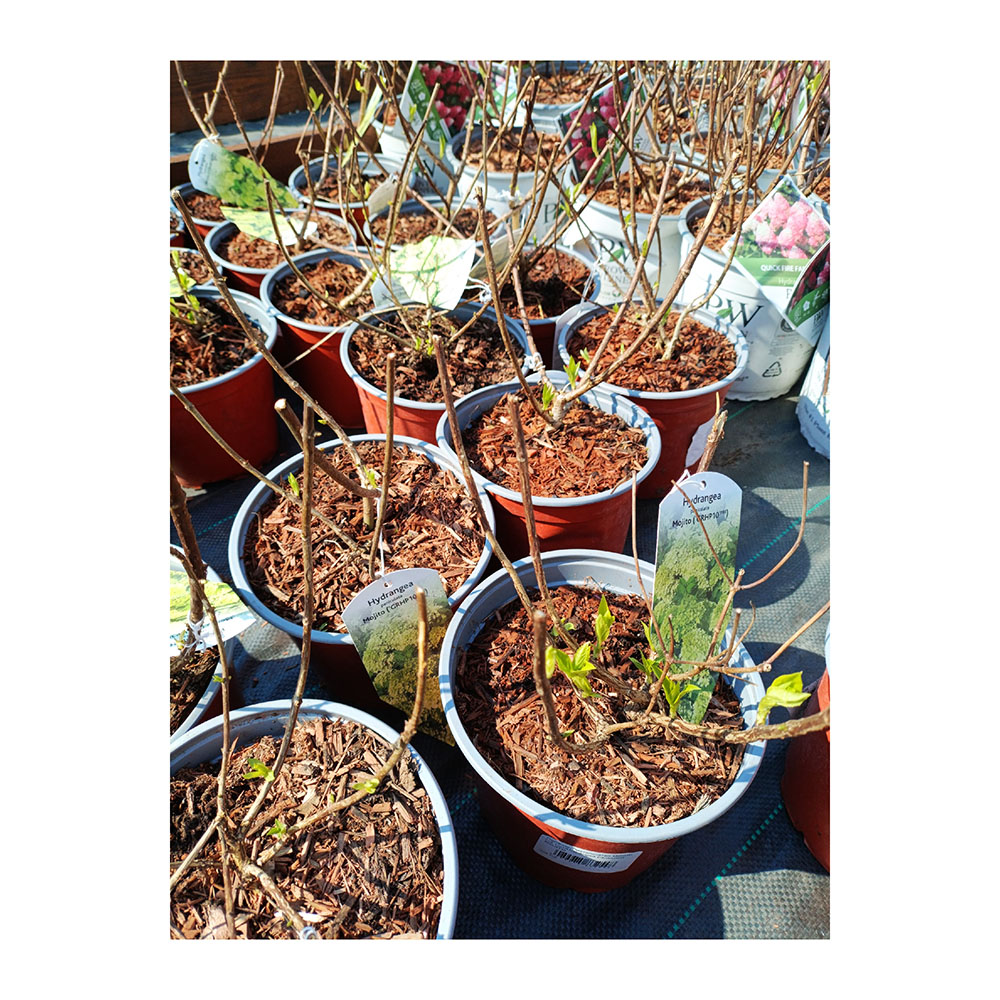 Гортензия метельчатая Мохито С3 1шт/Hydrangea paniculata MOJITO