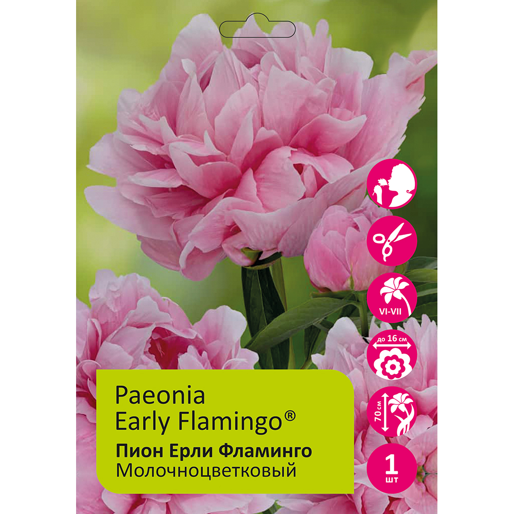 Пион молочноцветковый Ерли Фламинго 1шт 2/3 /Paeonia Early Flamingo®