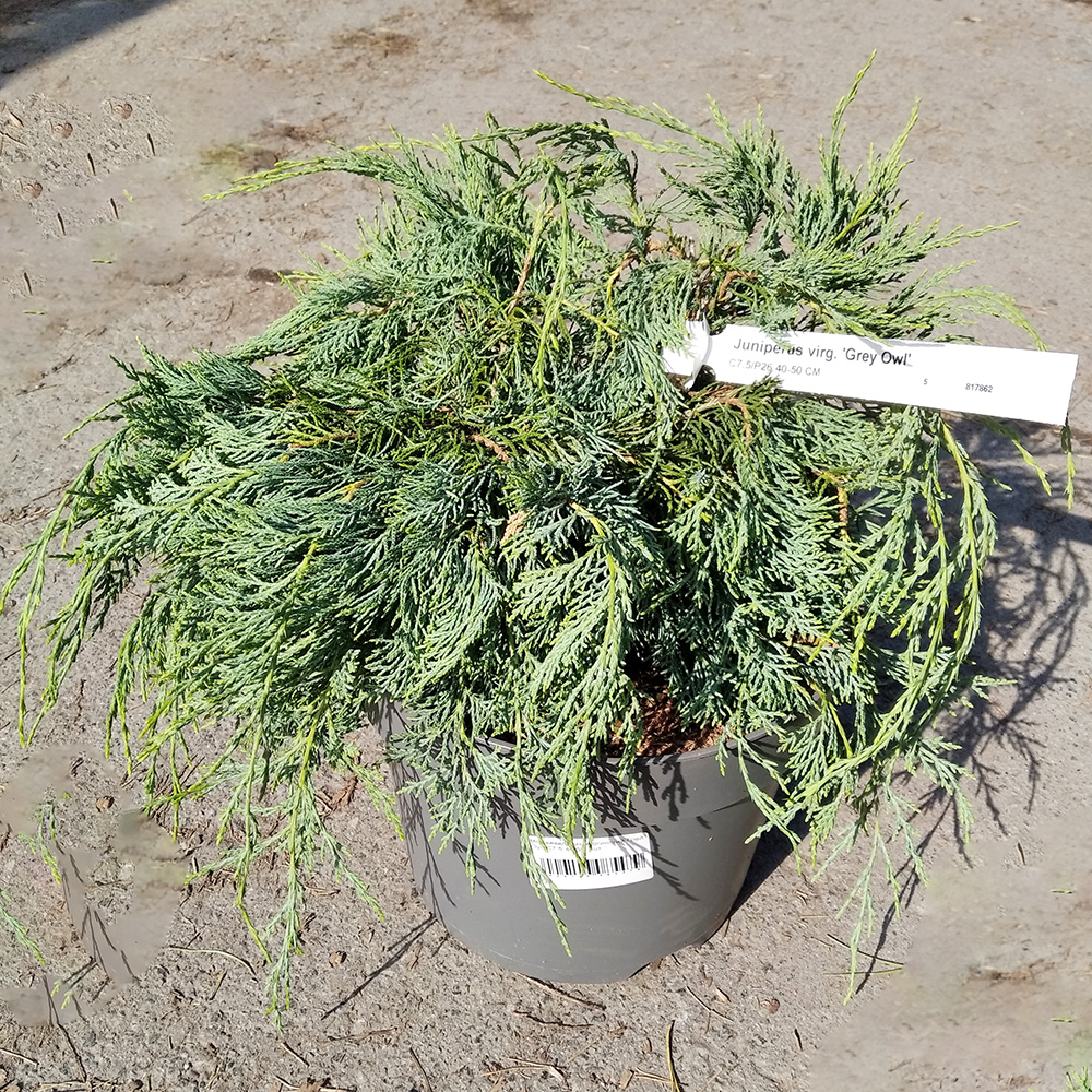Можжевельник виргинский Грей Оул в горшке 7,5л (высота 40-50см) 1шт/ Juniperus virginiana Grey Owl