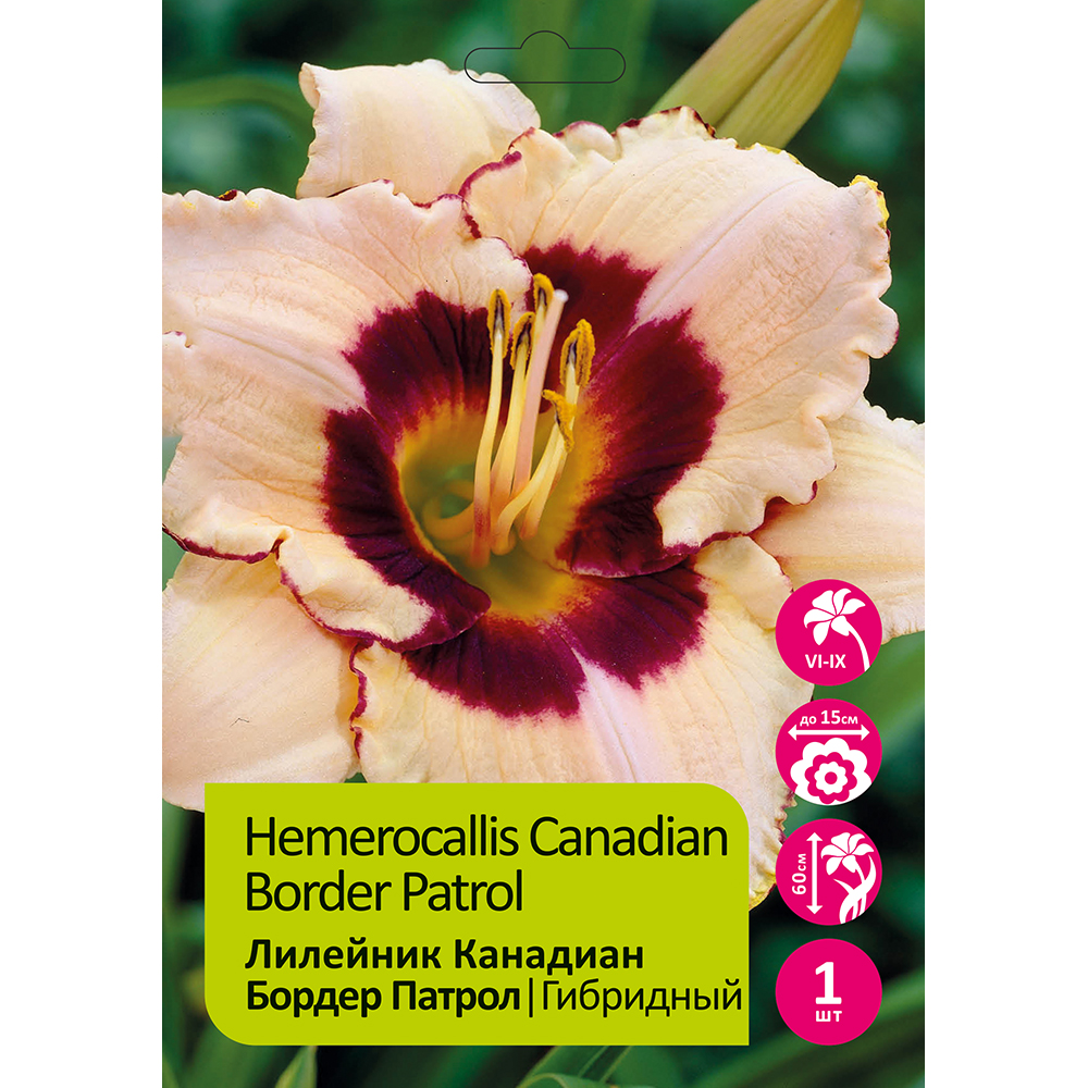 Лилейник Канадиан Бордер Патрол 1шт. /Hemerocallis Canadian Border Patrol