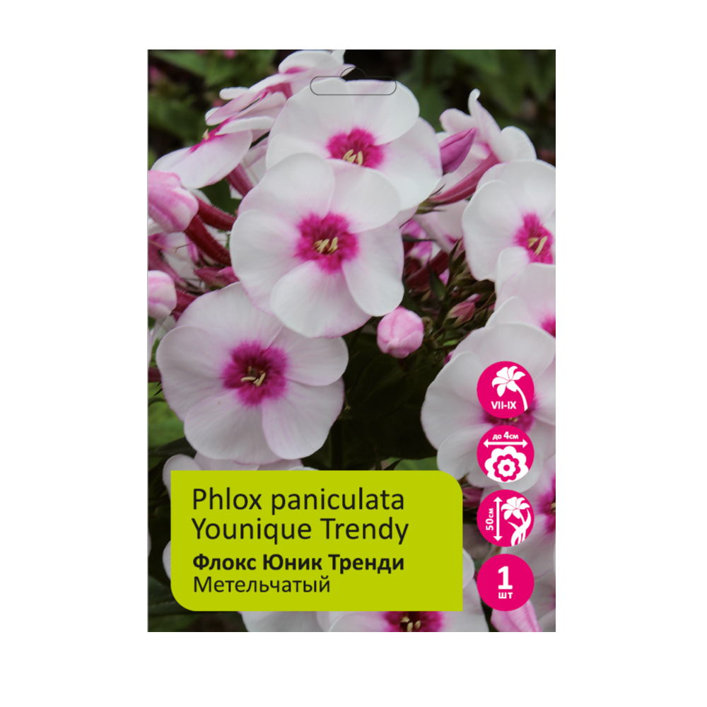 Флокс Юник Тренди 1шт метельчатый /Phlox paniculata Younique Trendy