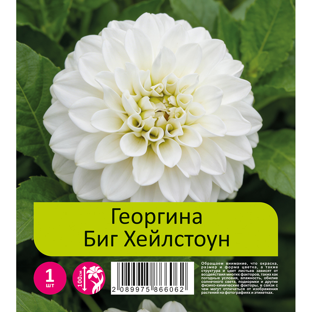 Георгина Биг Хейлстоун 1шт /Dahlia Big Hailstone 