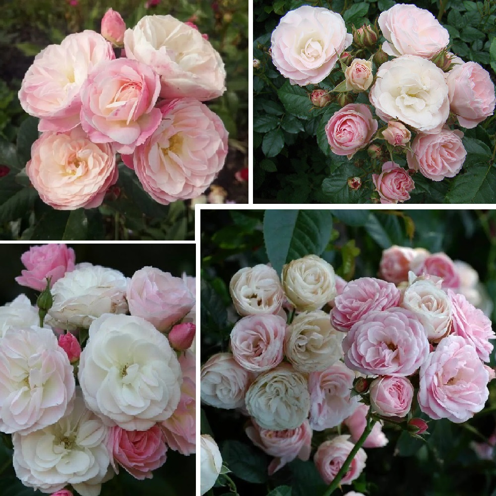 Роза мускусный гибрид Букет Парфе 1шт/Rosa Bouquet Parfait