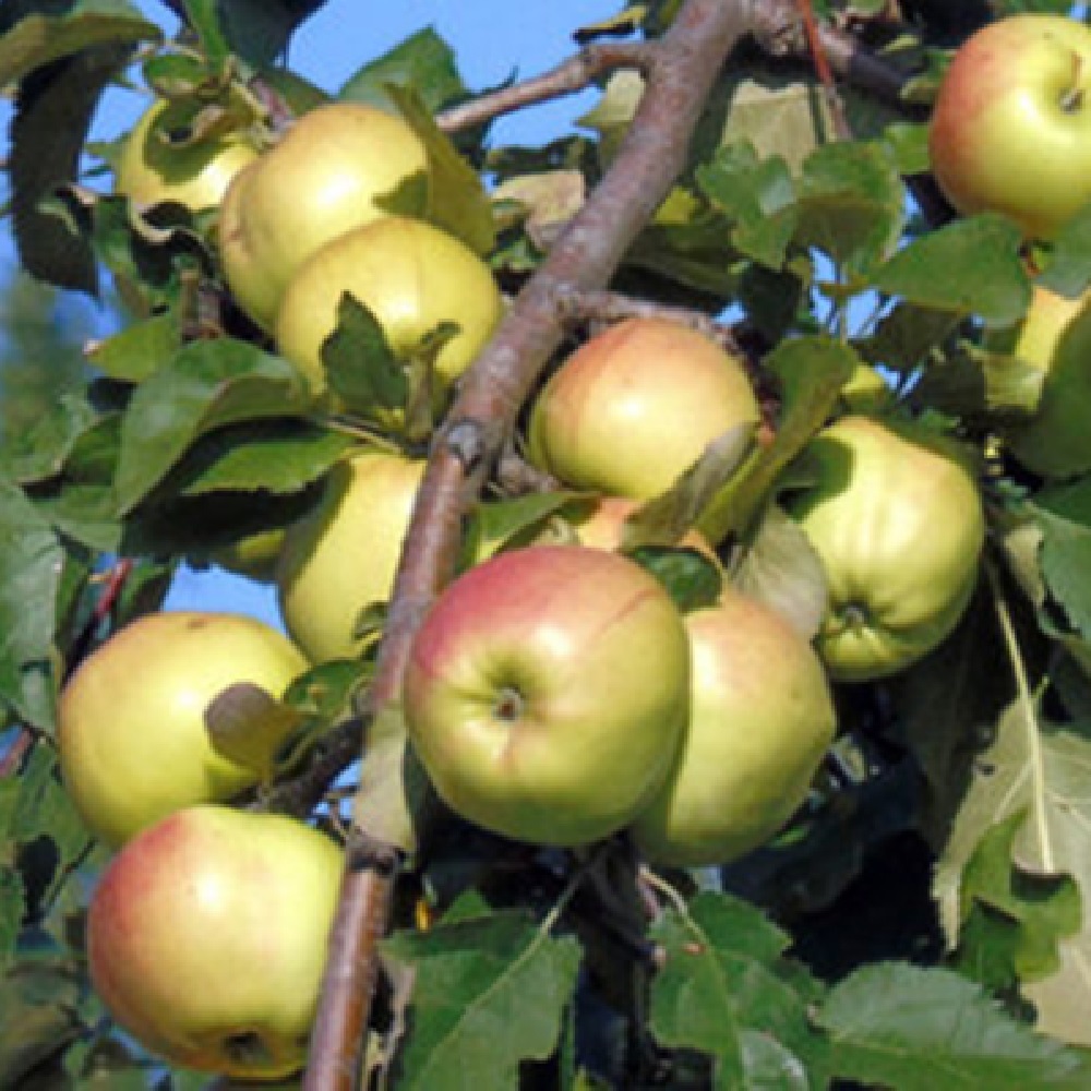 Яблоня Осеннее низкорослое карликовая 1шт.