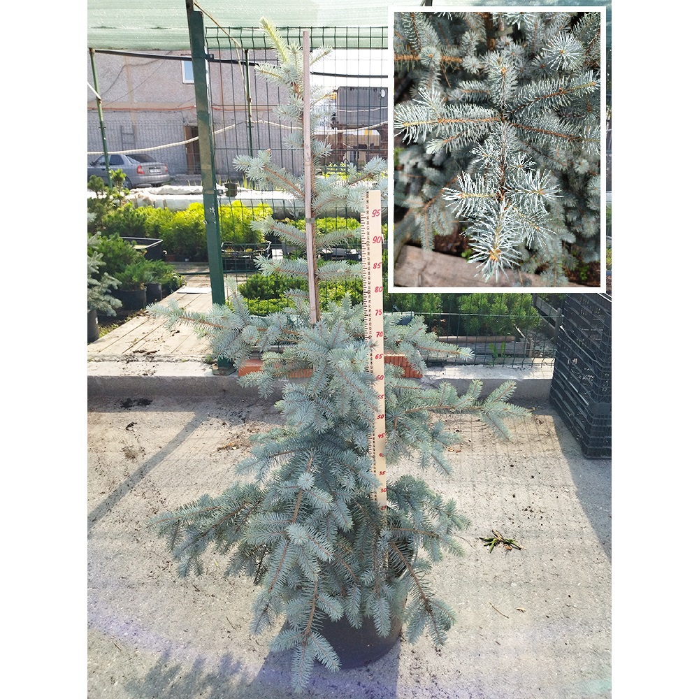 Ель колючая Эдит в горшке 30л, 1шт