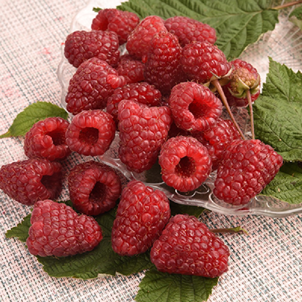 Малина Конек Горбунок 1шт