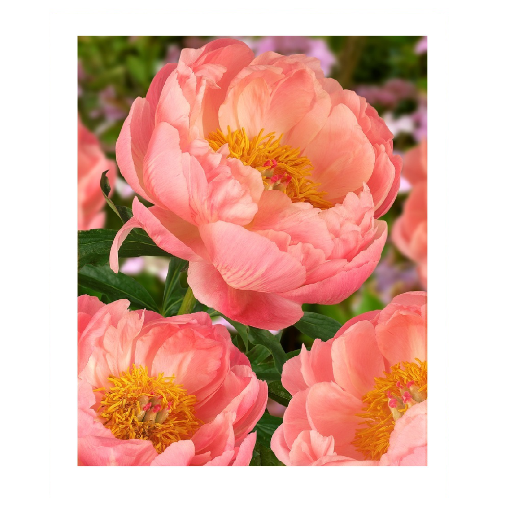 Пион молочноцветковый Корал Чарм 1шт 2/3/ Coral Charm(Shan hu mei li /Шань Ху Мэй Ли)