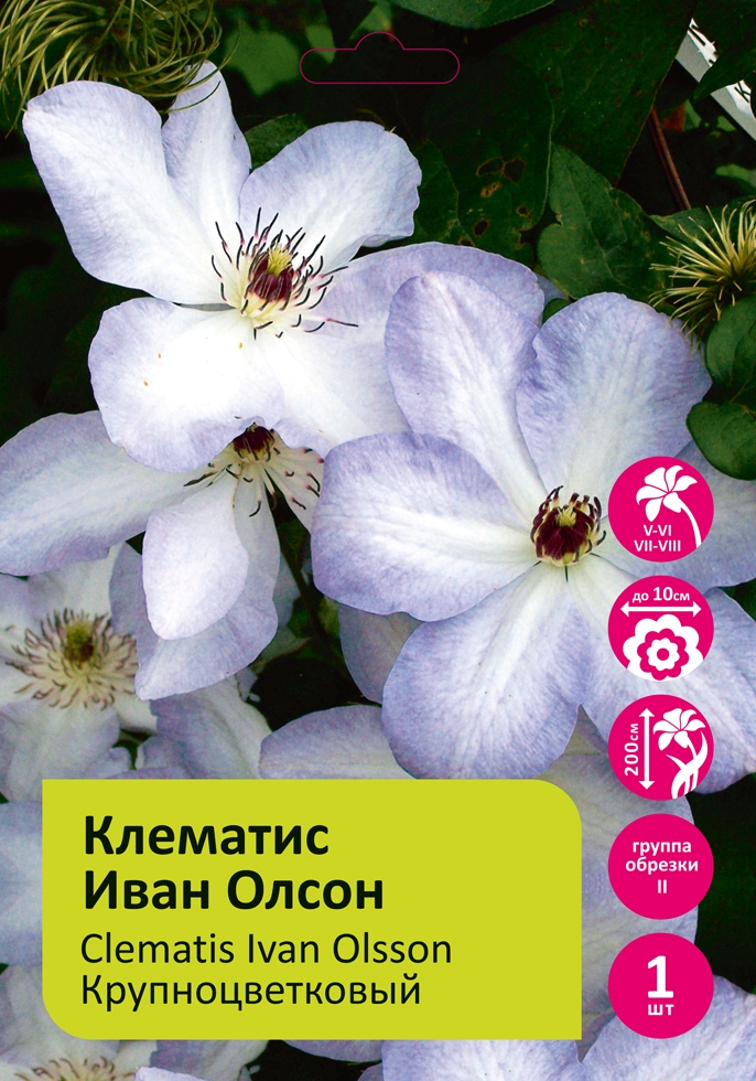 Клематис Иван Олсон 1шт гр.обрезки 2