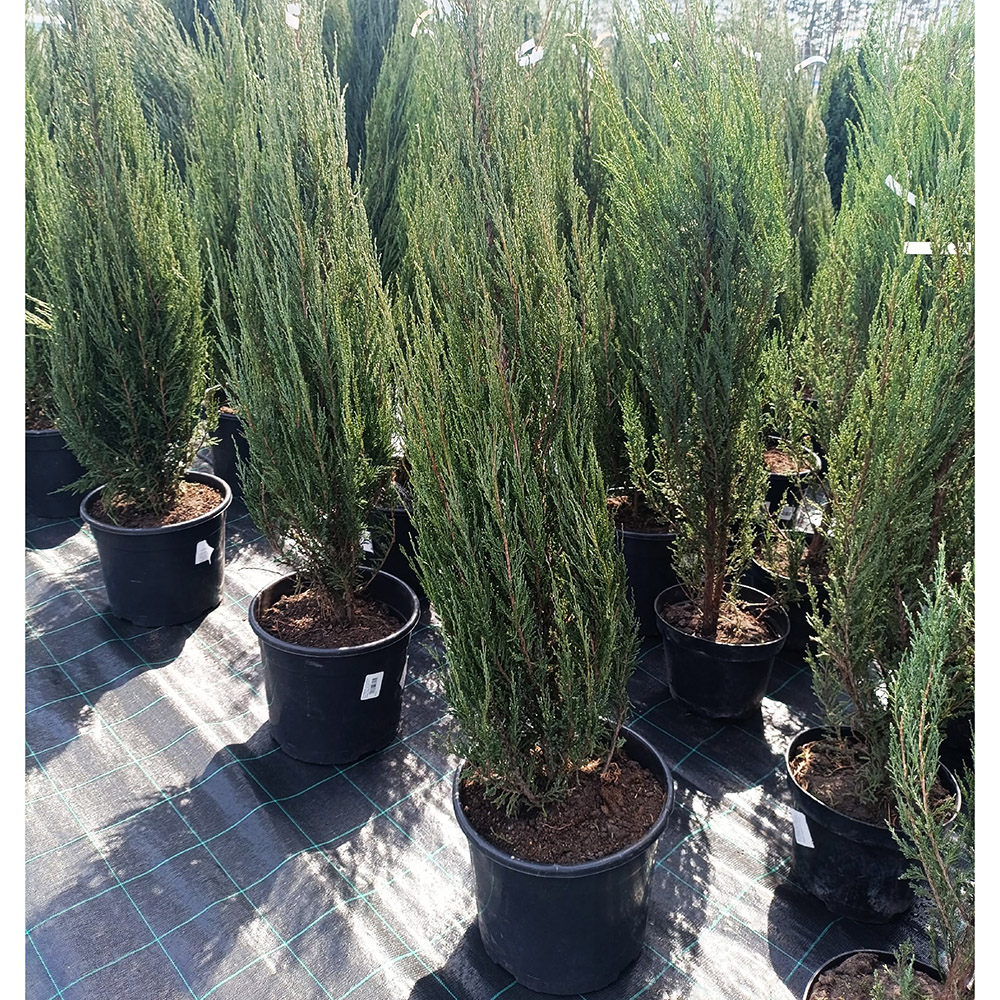 Можжевельник скальный Блу Арроу С10 (h 100-120)  1шт/ Juniperus scopulorum Blue Arrow 