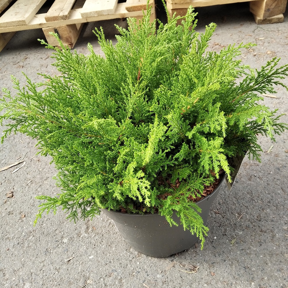 Микробиота перекрестнопарная Фуз Бол в горшке 7,5л (высота 30-40)1шт/Microbiota decussata Fuzz Ball