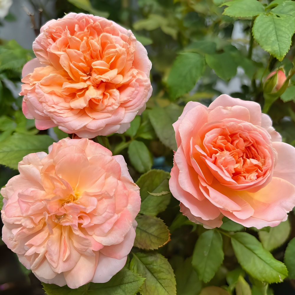 Роза Эдит английская 1шт /12