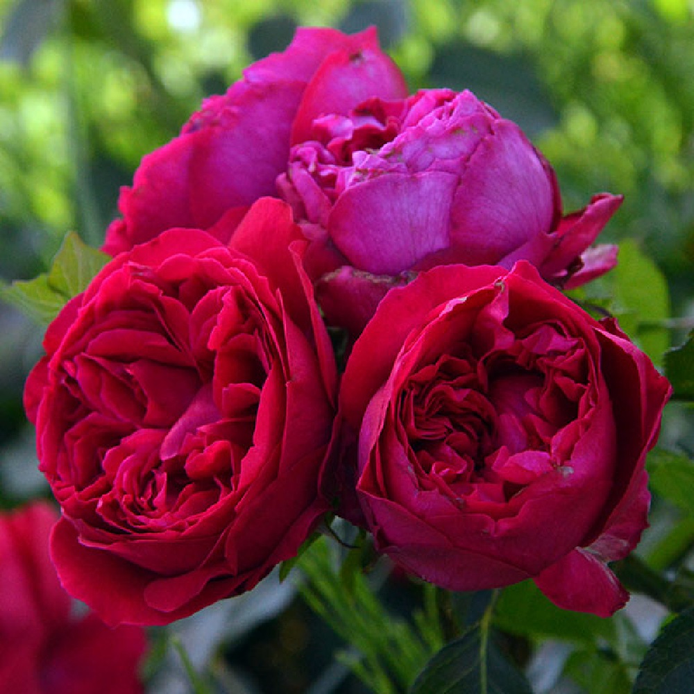 Роза Эрик Табарли плетистая  1шт./Eric Tabarly /20