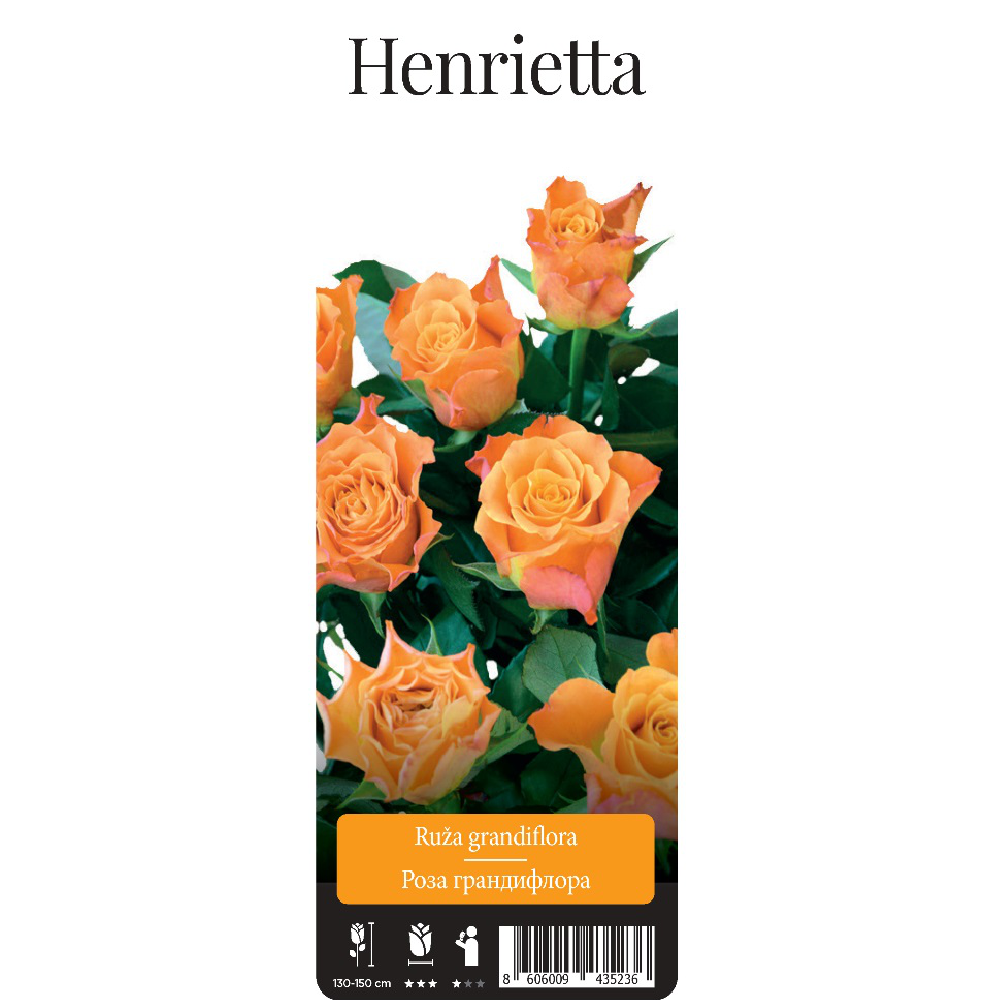 Роза Генриетта грандифлора 1шт /Henrietta /20