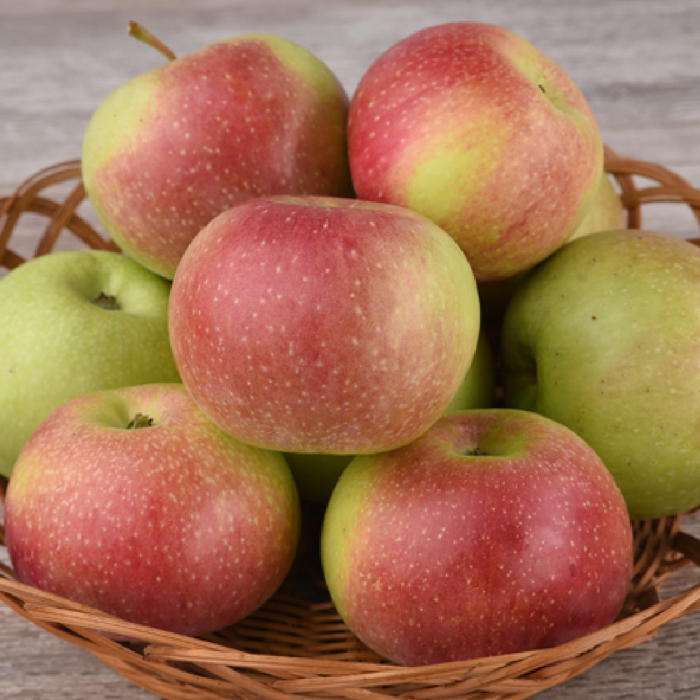 Яблоня Уэлси/подвой 54-118 полукарл (в сетке) 1шт